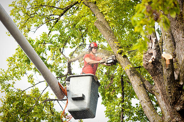 Residential Tree Removal